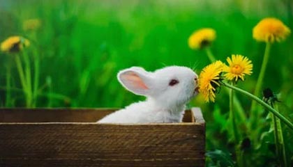 kaiyun官方入口登录-TL挺进LCS季后赛四强，lcs 季后赛